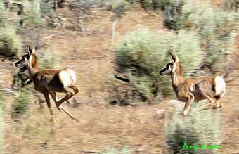 Alder Creek Ranch Nevada