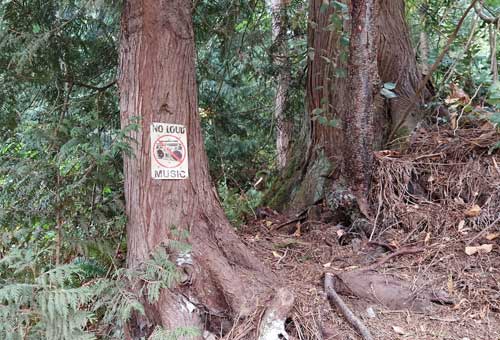 No Loud Music sign in woods