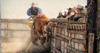 Shelman Ranch Horse sale Traditional Ranch Bronc Riding exhibition, Glen Shelley