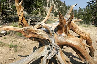 Bristlecone pine tree trunk