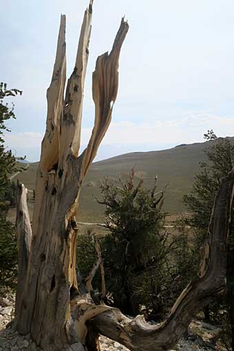 Bristlecone pine tree trunk