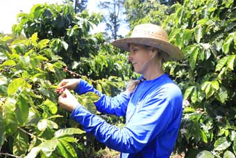 Maui coffee farm and market