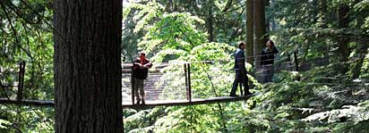 Tree bridge