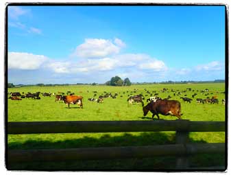 New Zealand country roads