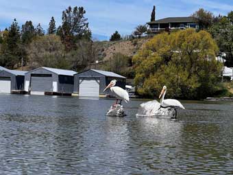 klamath-river-pelicans-on-link-river