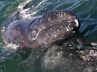 Whales playing perhaps in San Ignacio Lagoon