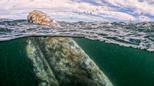 Whale above and below water