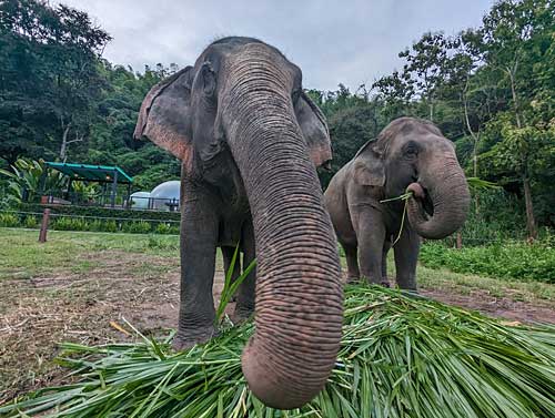 Elephants eating