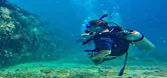 Barbados diver sees coral and sponge